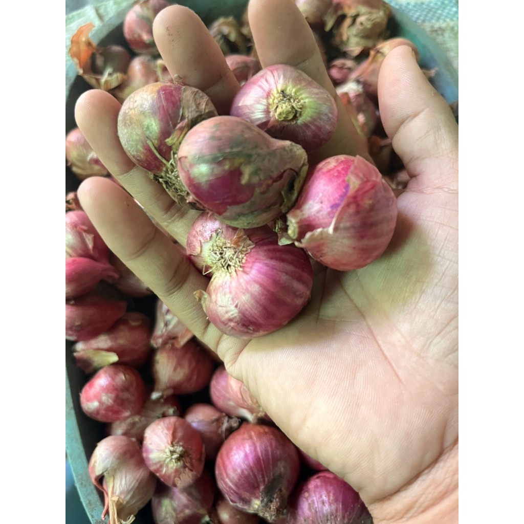 

Bawang Merah super besar Nganjuk Probolinggo Pacet Malang 1/2kg garing murah