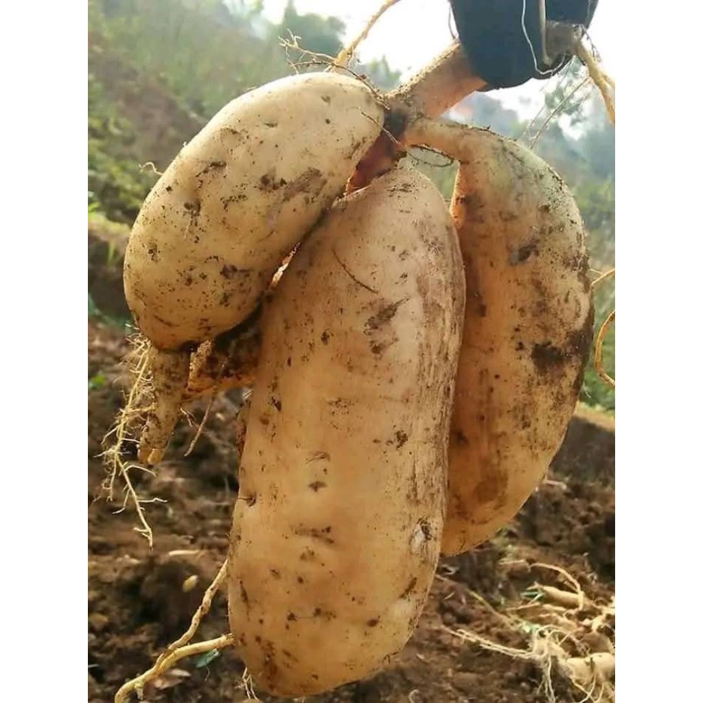 

Umbi jalar /umbi muntul fress 1kg baru panen saat ada pesnaan