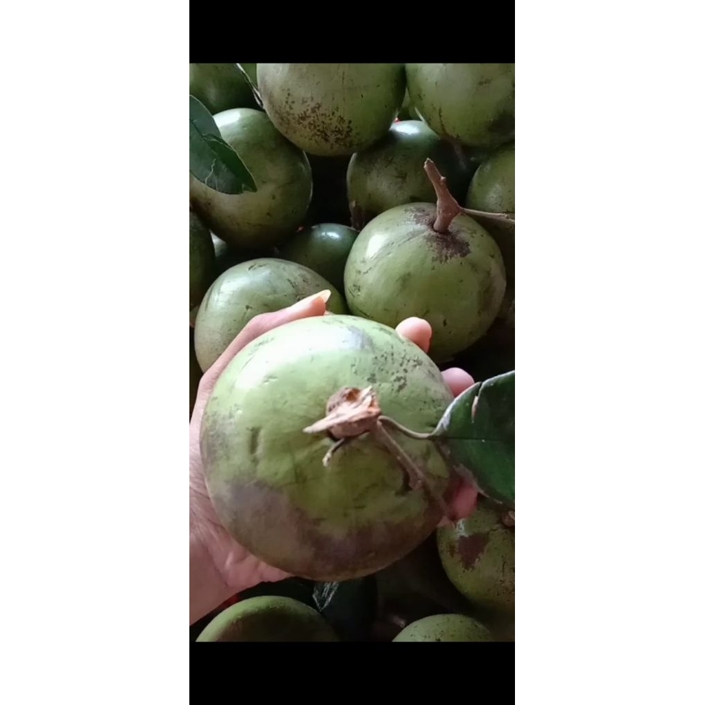 

buah Kenitu super 1kg