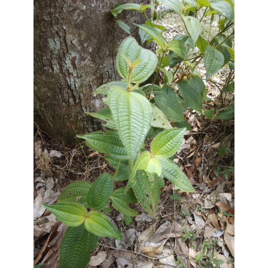 

HARENDONG BULU/ SENGGANI 50 LEMBAR DAUN OBAT TRADISIONAL . ALAMI UNTUK OBAT LUKA
