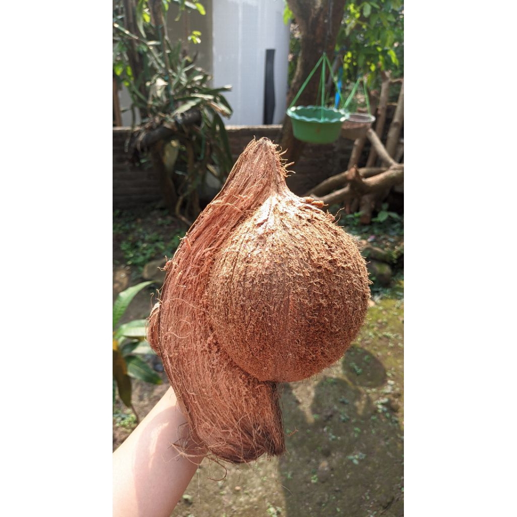 

KELAPA TUA BESAR PER BUNDER