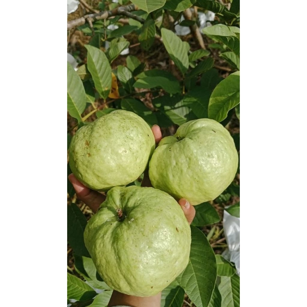 

Jambu kristal manis 1 kg