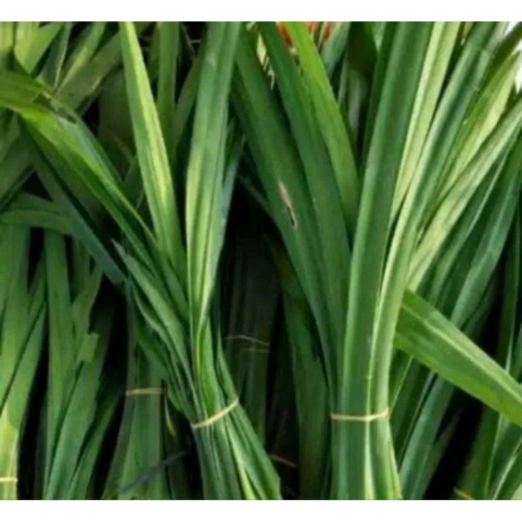 

DAUN PANDAN SEGAR 1 Ikat
