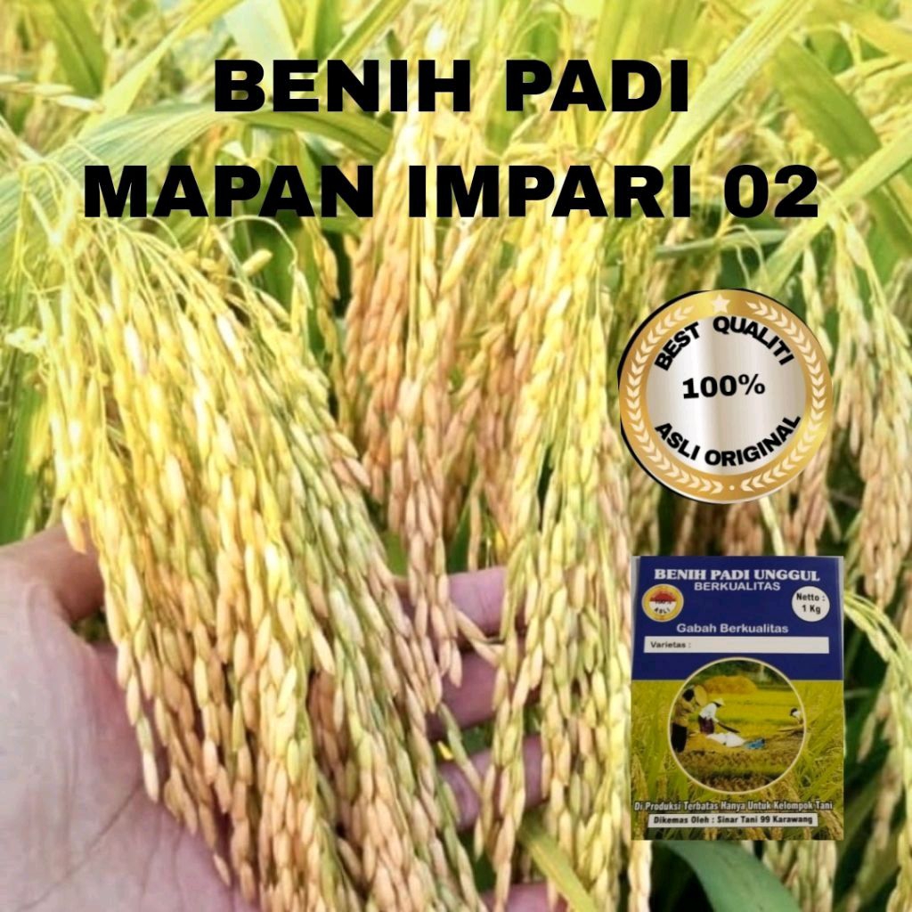 BENIH PADI MAPAN IMPARI UNGGUL BERKUALITAS  1kg