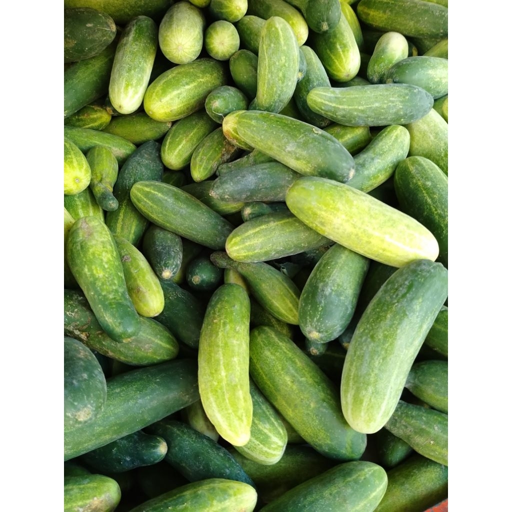 

Timun Lalapan Kecil Baby Cucumber Fresh 1 kg