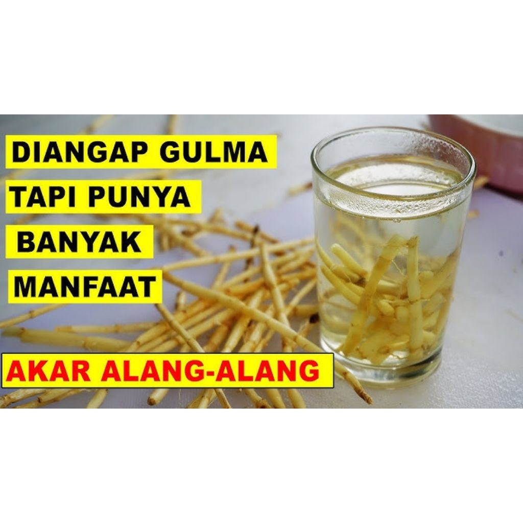

alang alang akar alang alang 100 gr