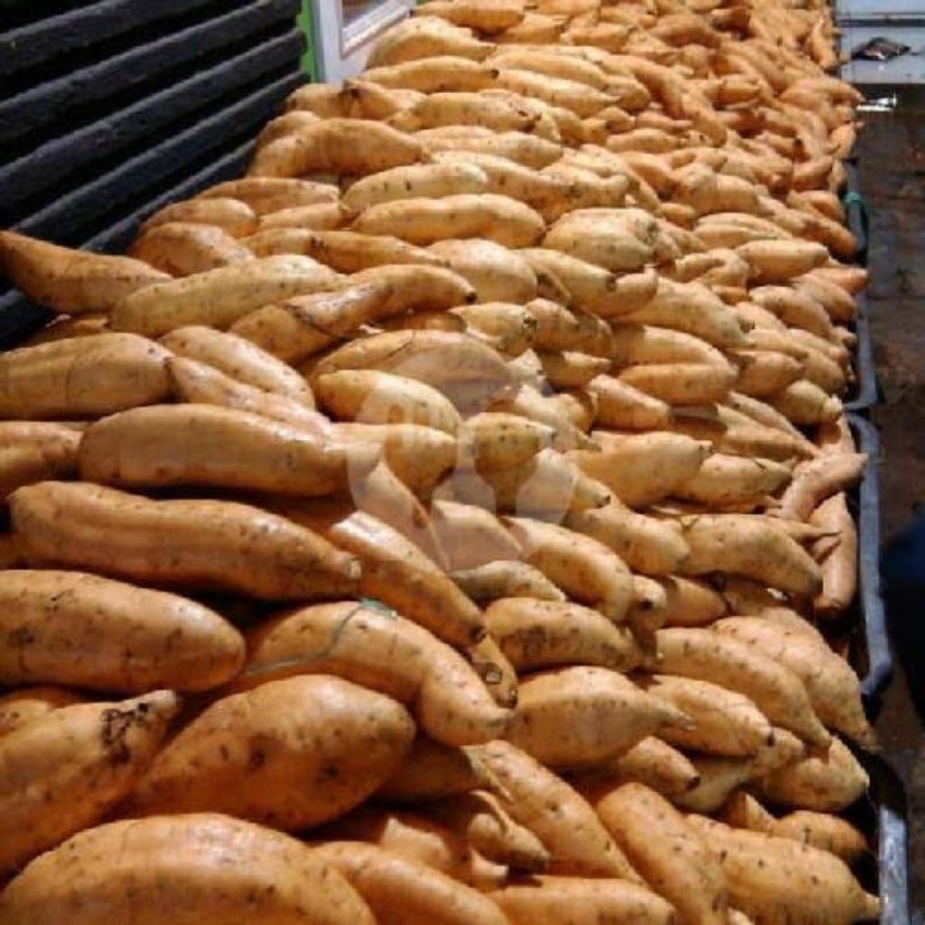 

Ubi Cilembu | Ubi Madu Cilembu | Ubi Cilembu | Ubi Jalar | Ubi Enak