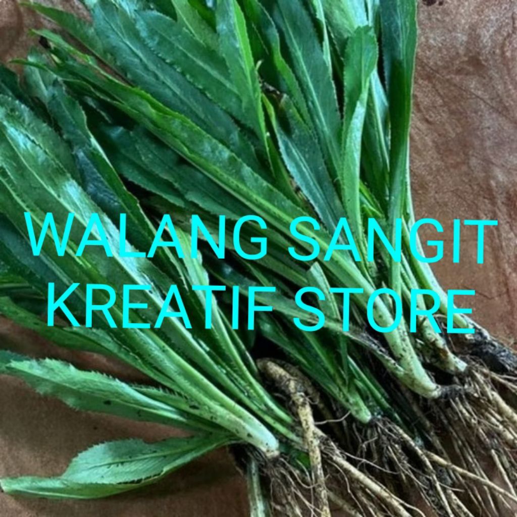 WALANG SANGIT/DAUN WALANG SANGIT/ Bahan Herbal" kreatif store"