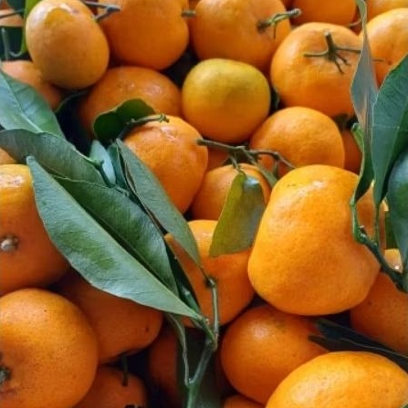 

Jeruk Mandarin Wogam/Wokam manis import