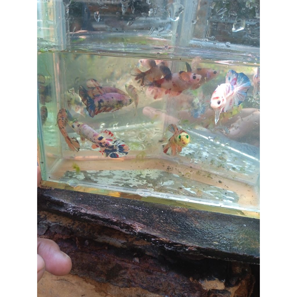 

Cupanghelboyreaddan avartar