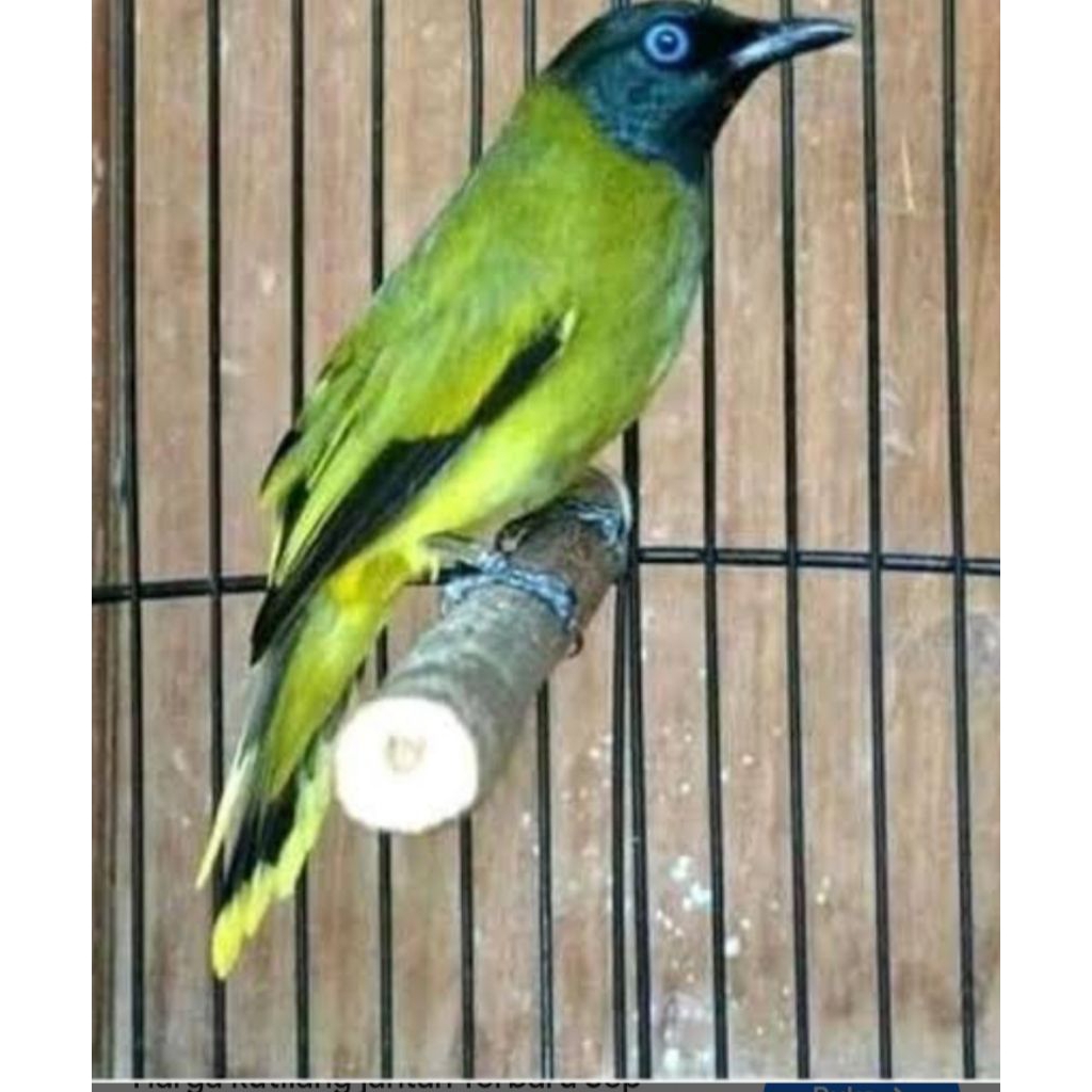 kutilang sutra pilihan jantan