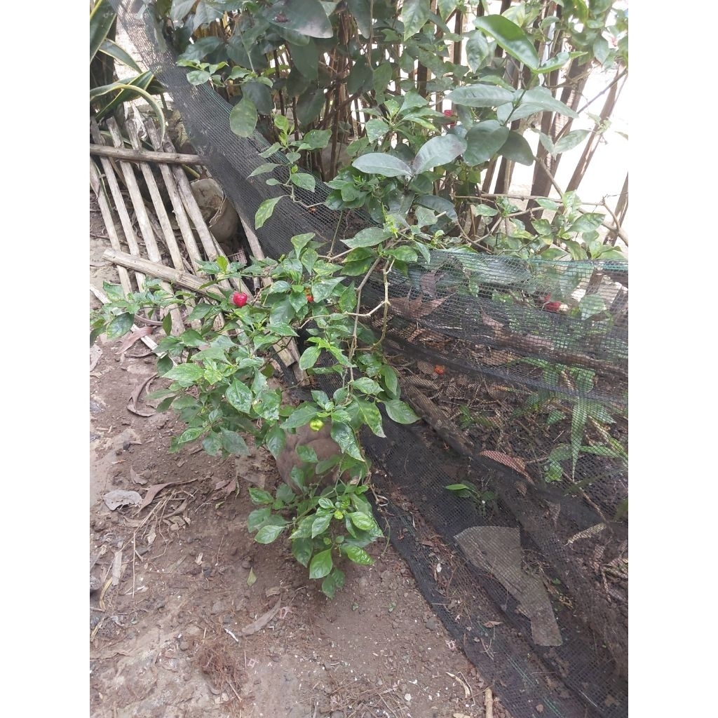 

BUAH Cabai CAROLINA REAPER