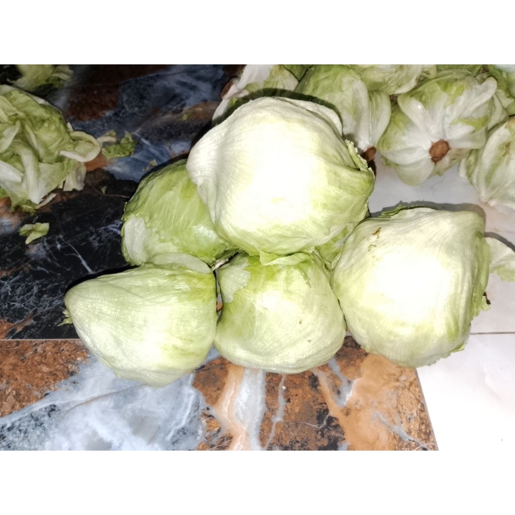 

READY SAYUR SELADA LETTUCE SEGAR 500G