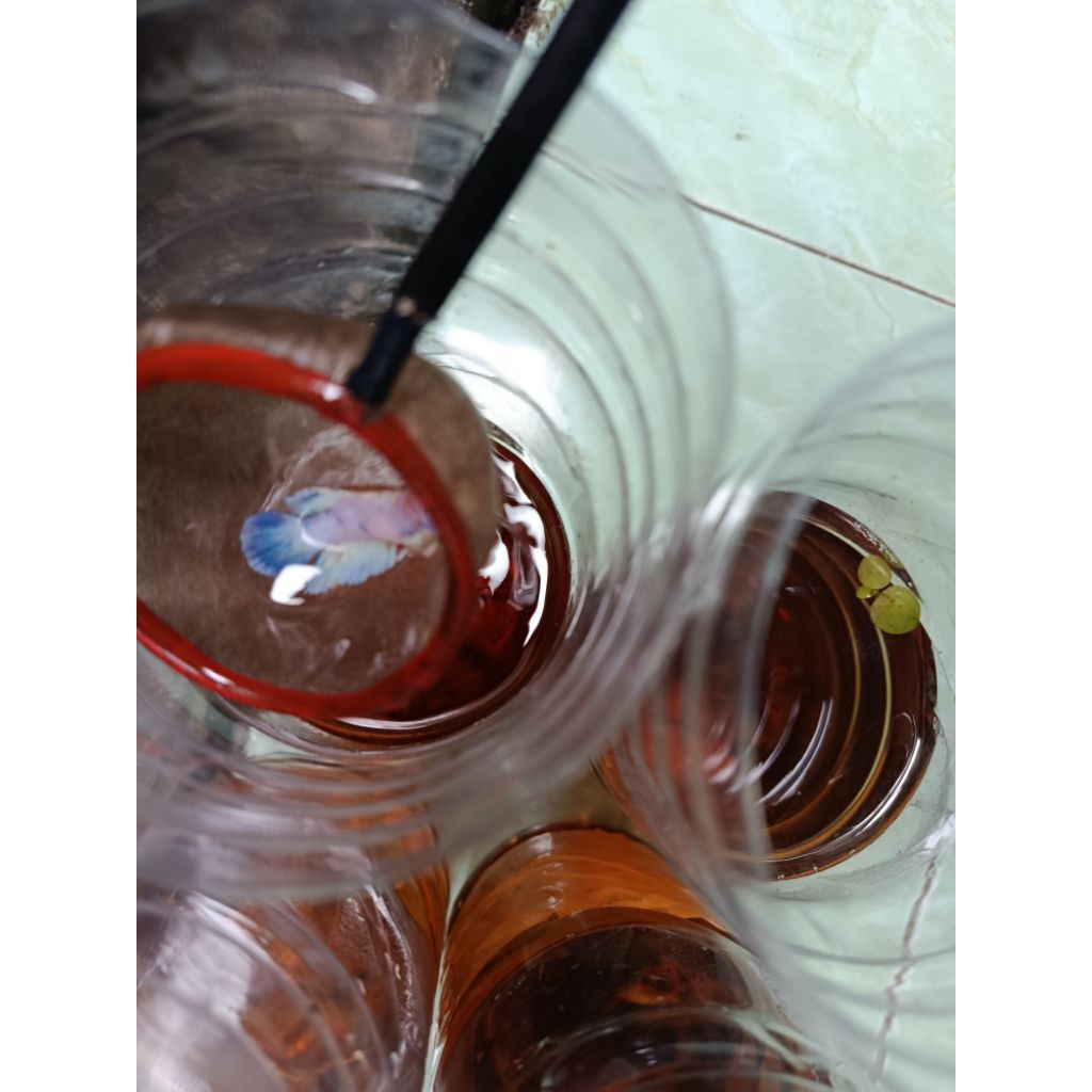 PAIR HMDE MULTICOLOR BANG BETTA TREX