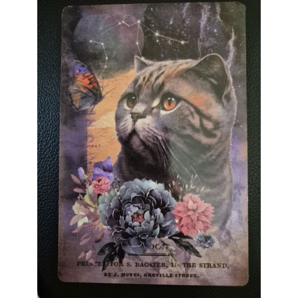 

kartu pos kucing/cat postcard