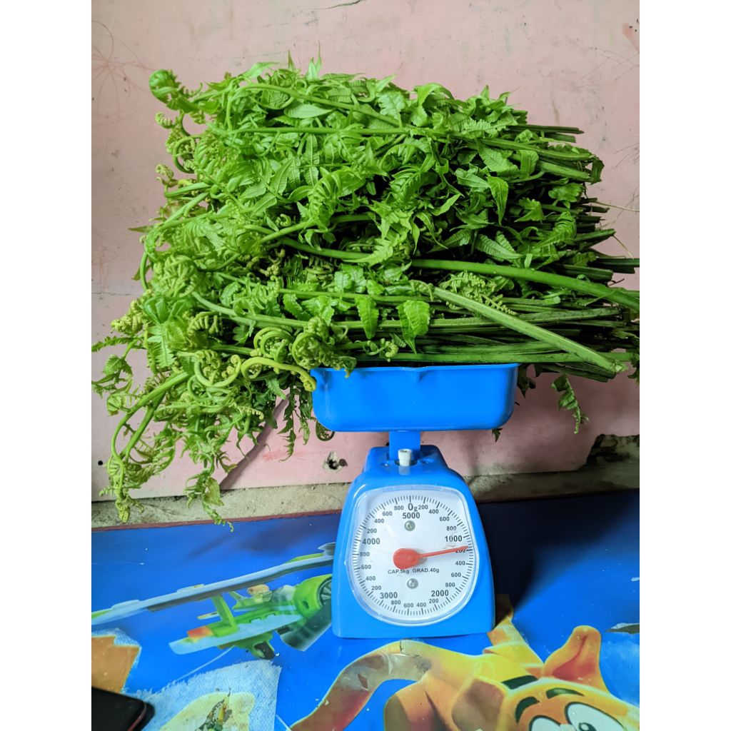 

pucuk pakis sayur. pakis.bebenteran.sayur segar