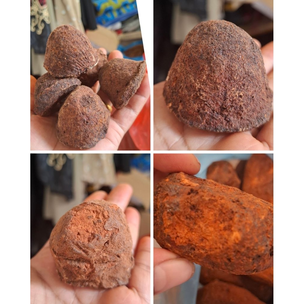 

Gambir Maha bunga medan untuk makan sirih demban nginang Herbal