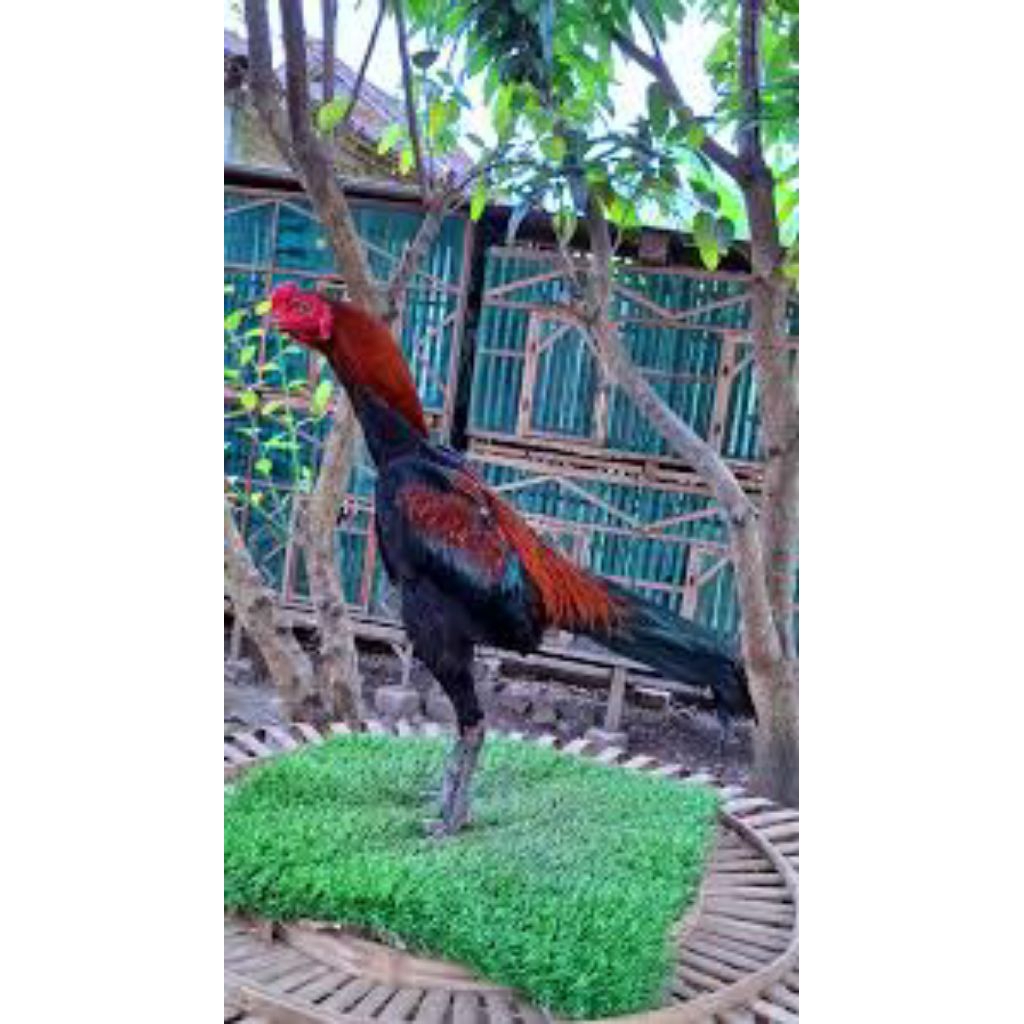 

paket hemat 3 telur ayam PHANAT fertil siap buat ditetaskan