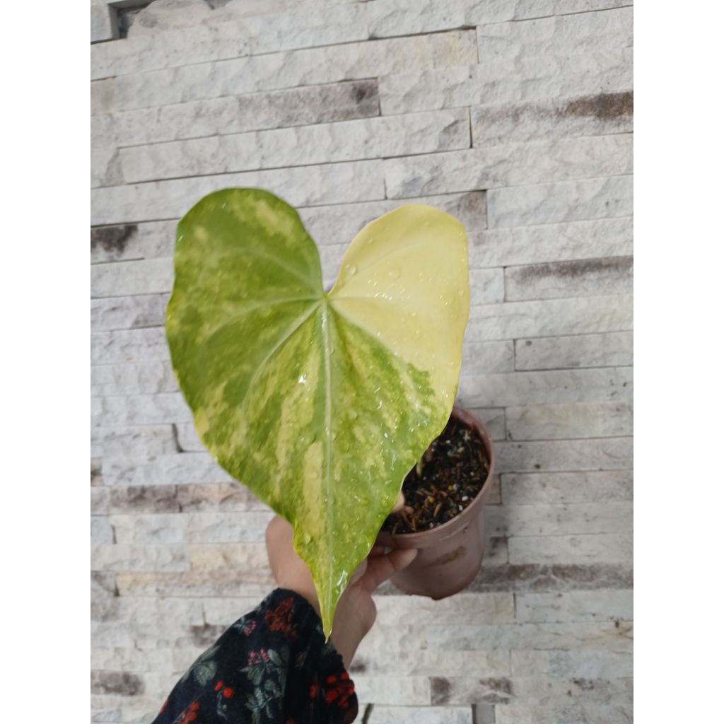 Anthurium Clarinervium Hybrid Variegata