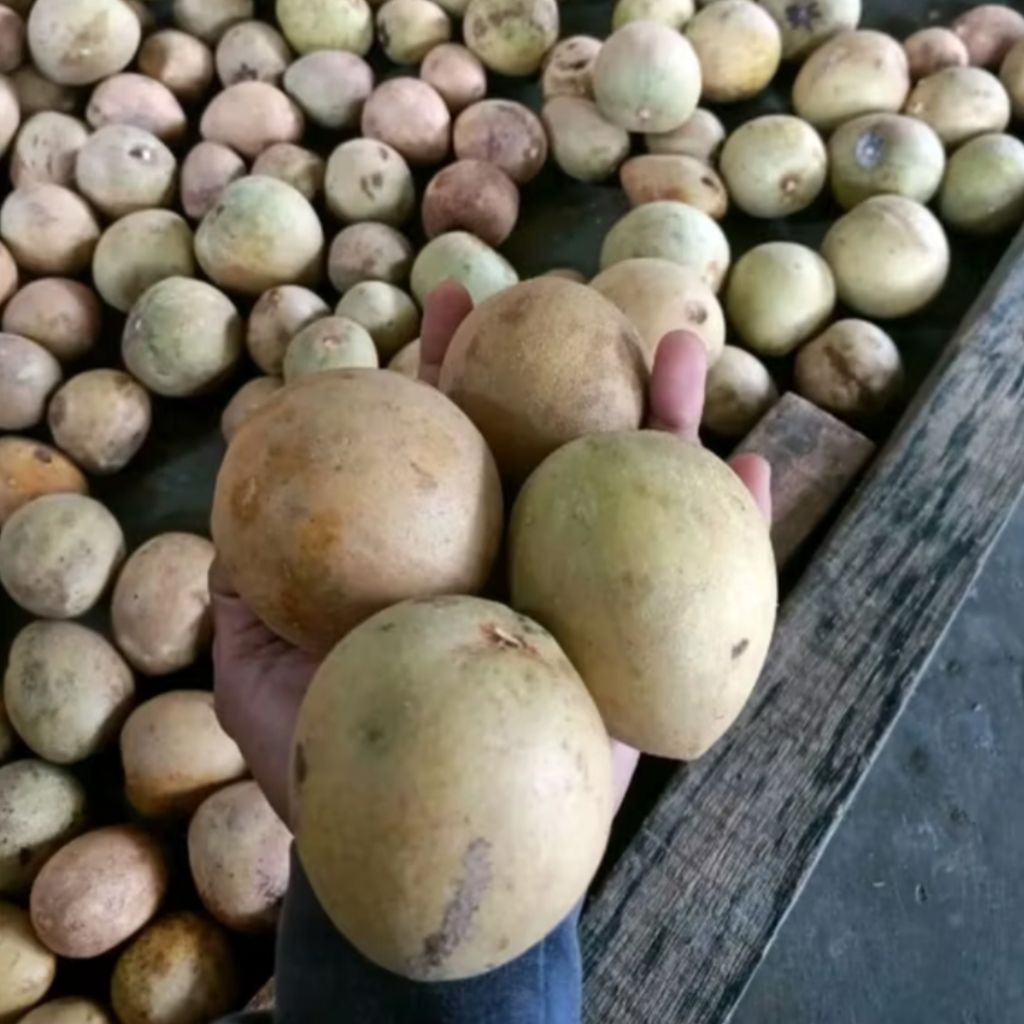 

“Buah Sawo Madu Premium 1 Kg – Rasa Manis Alami