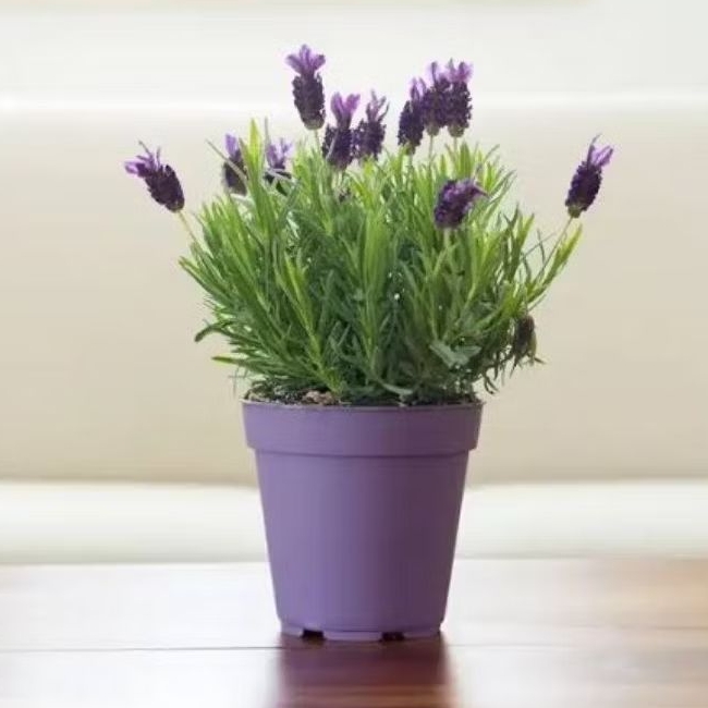 Tanaman hias lavender - tanaman anti nyamuk - tanaman lavender