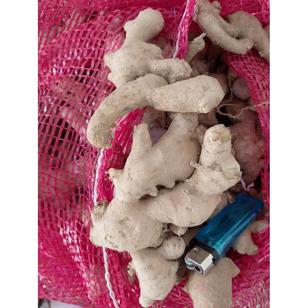 

jahe segar penjual baru pasti murah
