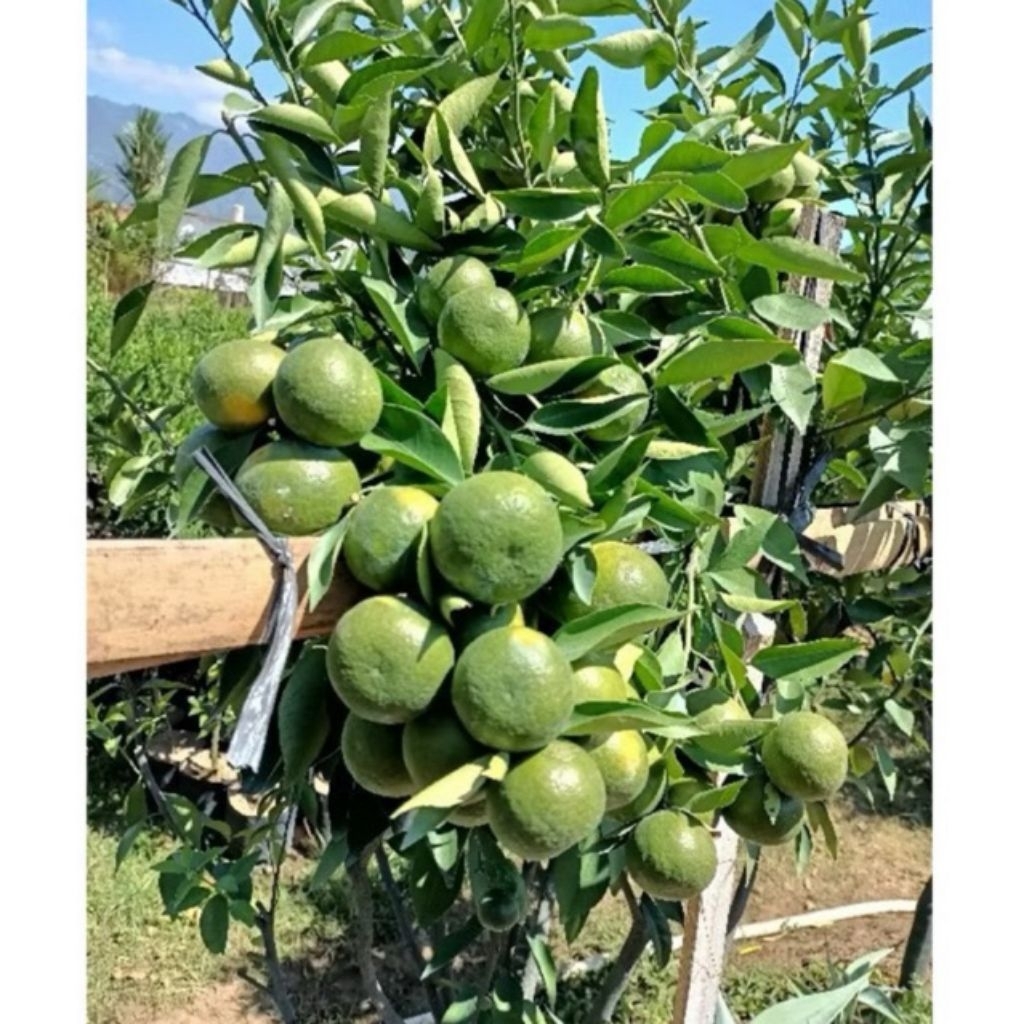 

bibit jeruk siam madu indukan sudah berbuah