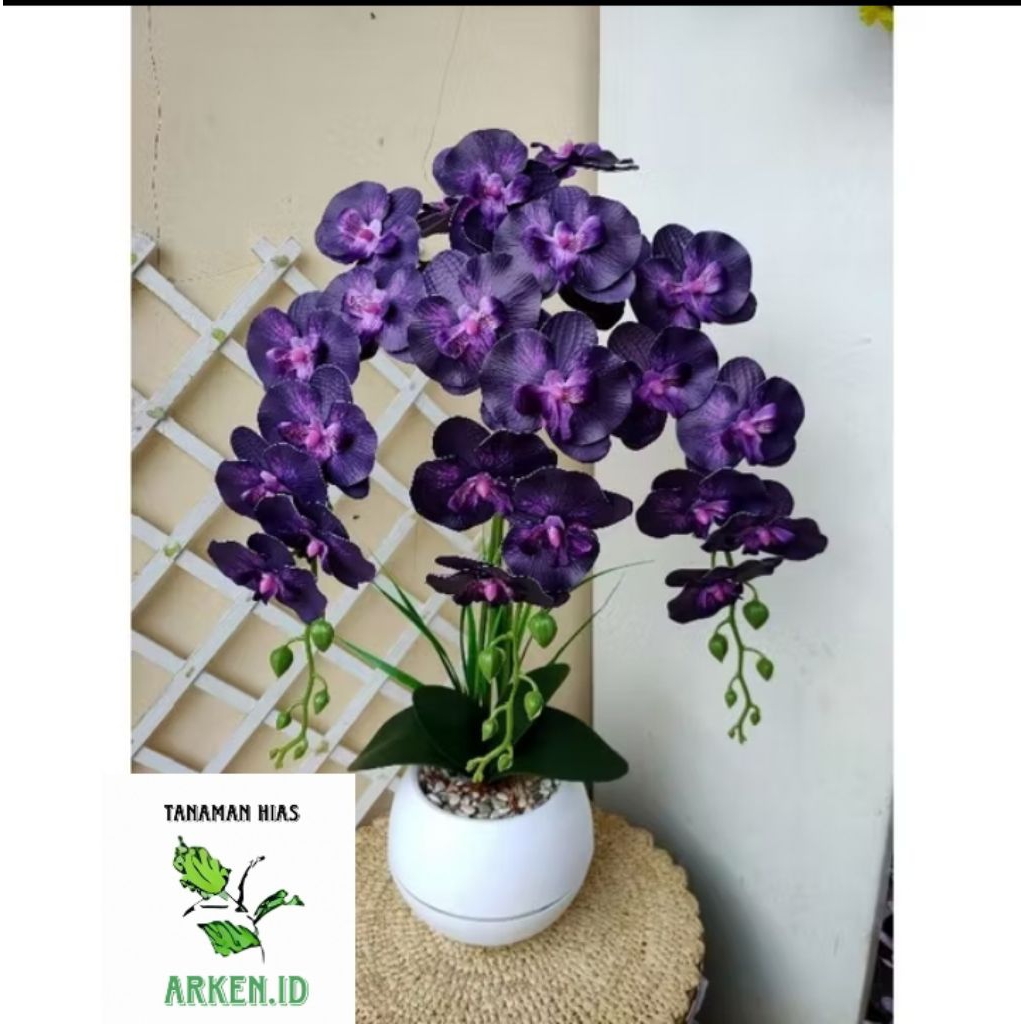 Anggrek Dendrobium - Anggrek Dendrobium Hidup -Tanaman Hias Hidup - Bunga Hidup Anggrek - Bunga Hias
