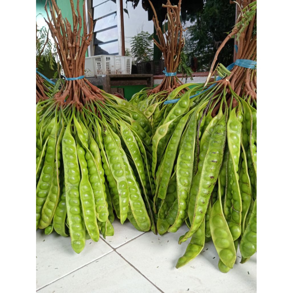 

pete super tua 10 papan