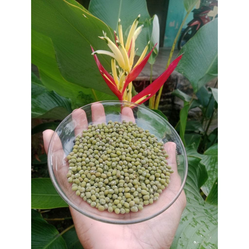 

kacang hijau original