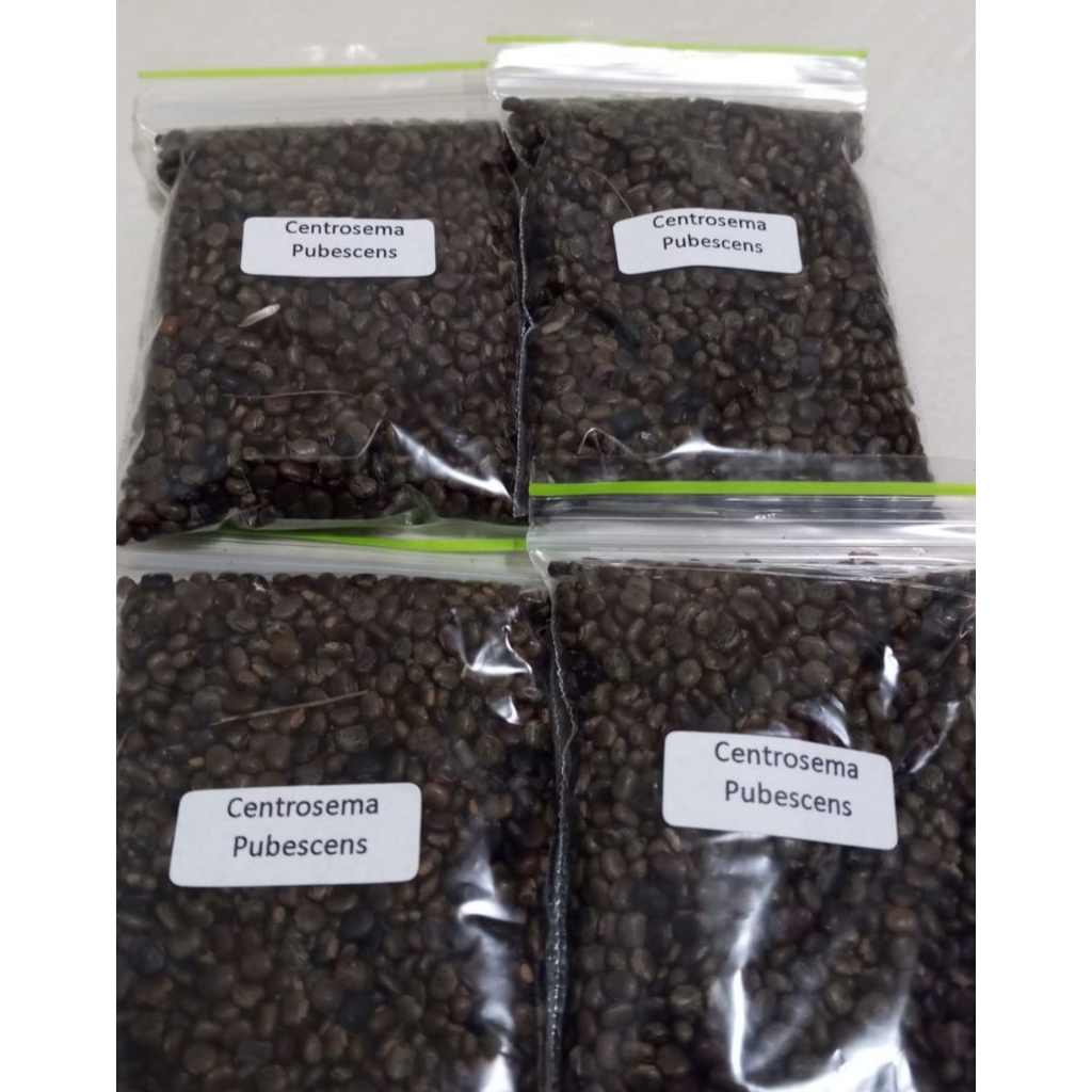 50 gram Biji Kacang Sentro (CP) Centrosema Pubescens bunga telang