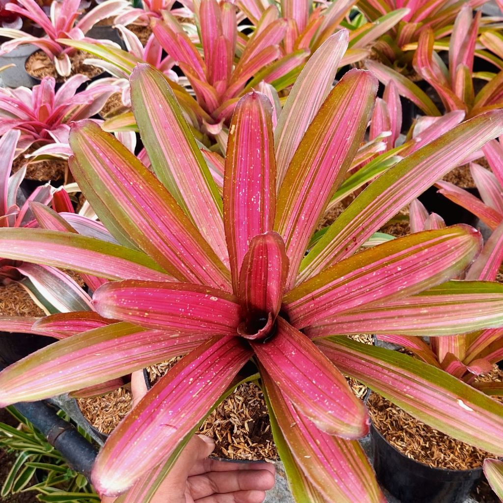 Bromelia Tricolor - Bromelia Neoregelia Martin - Bromelia Pink - Bromelia Hias - Bromelia Koleksi