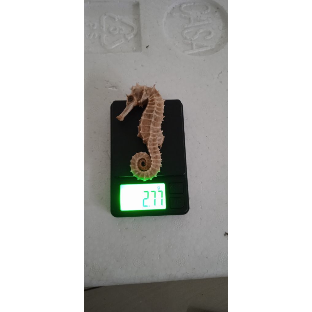 

KL HAI MA grade A kering.herbal laut original