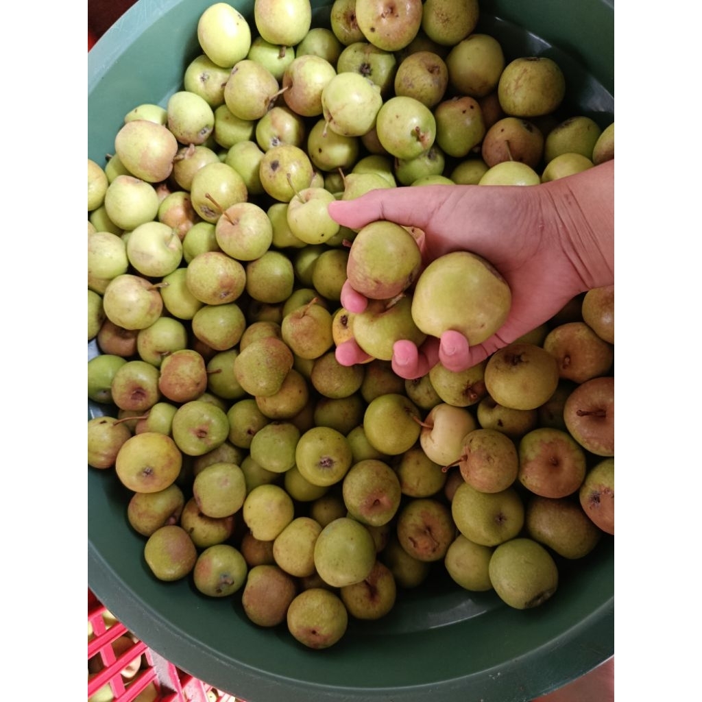 

Apel Malang / apel manalagi Mini 1kg (isi 18-30an)