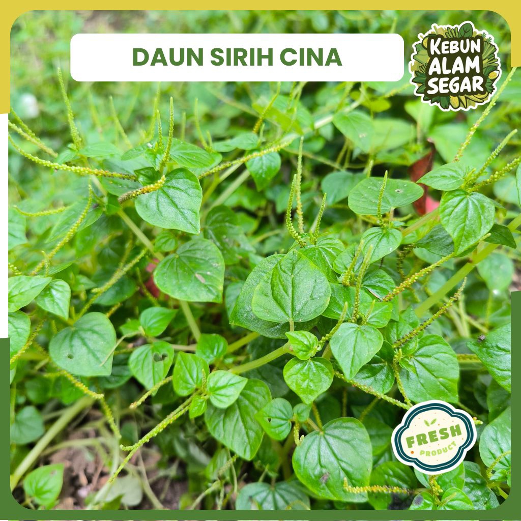 

DAUN SIRIH CINA SEGAR 200 GRAM