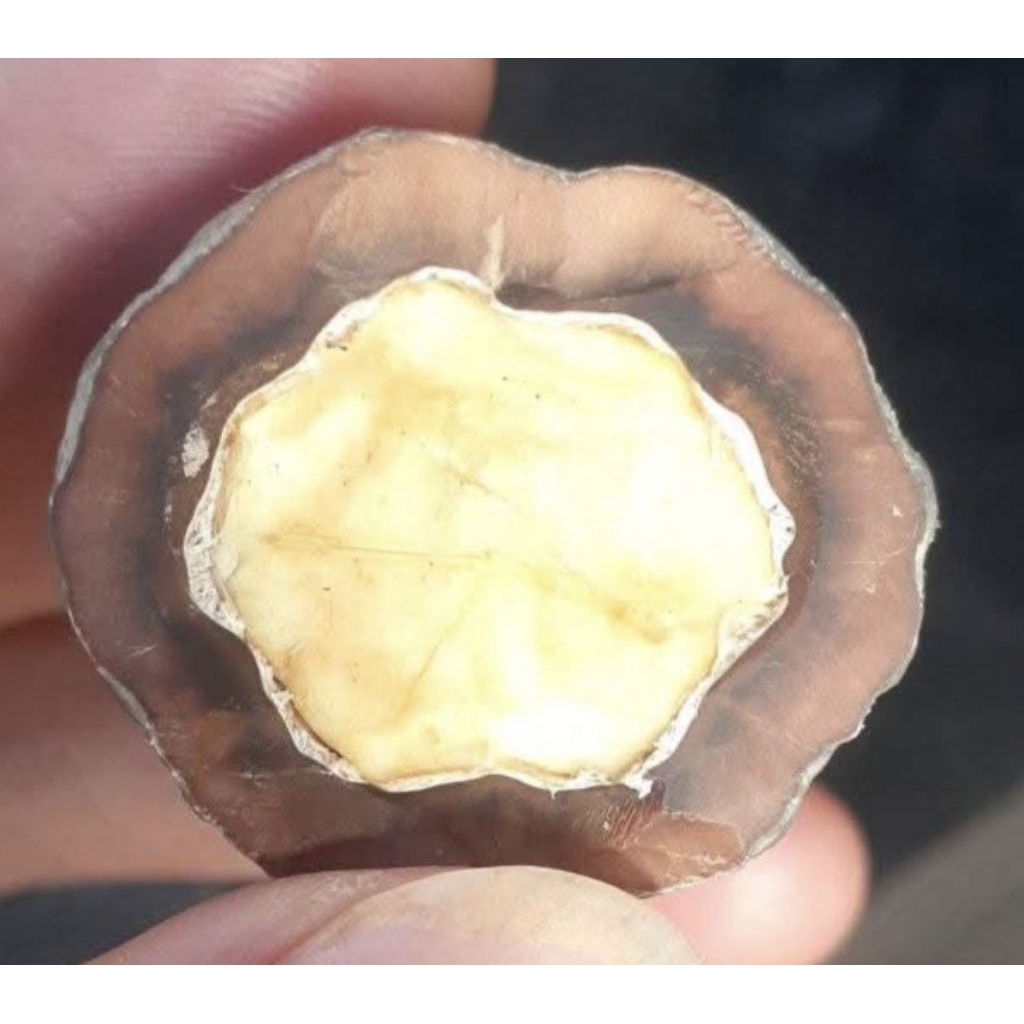 Muncang Adu Jenis Jawa Mantili Jr Batok Tebal Beli 3 Bonus 1