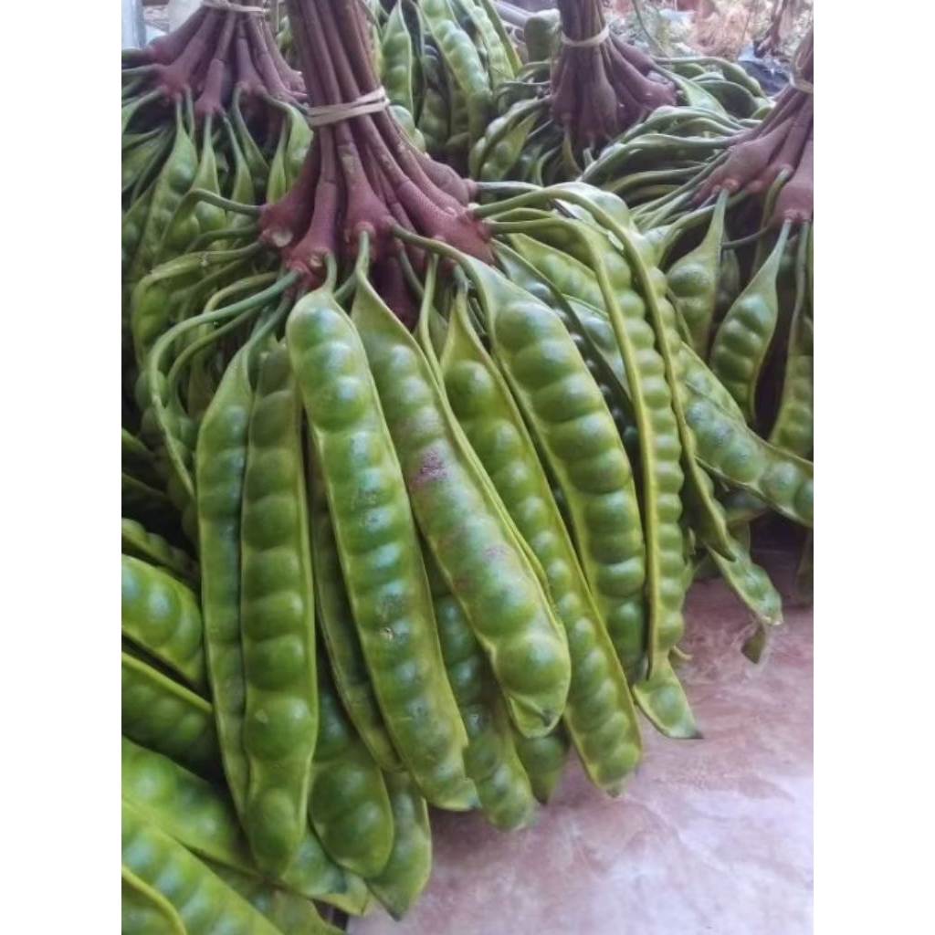 

pete pendek super 10 papan