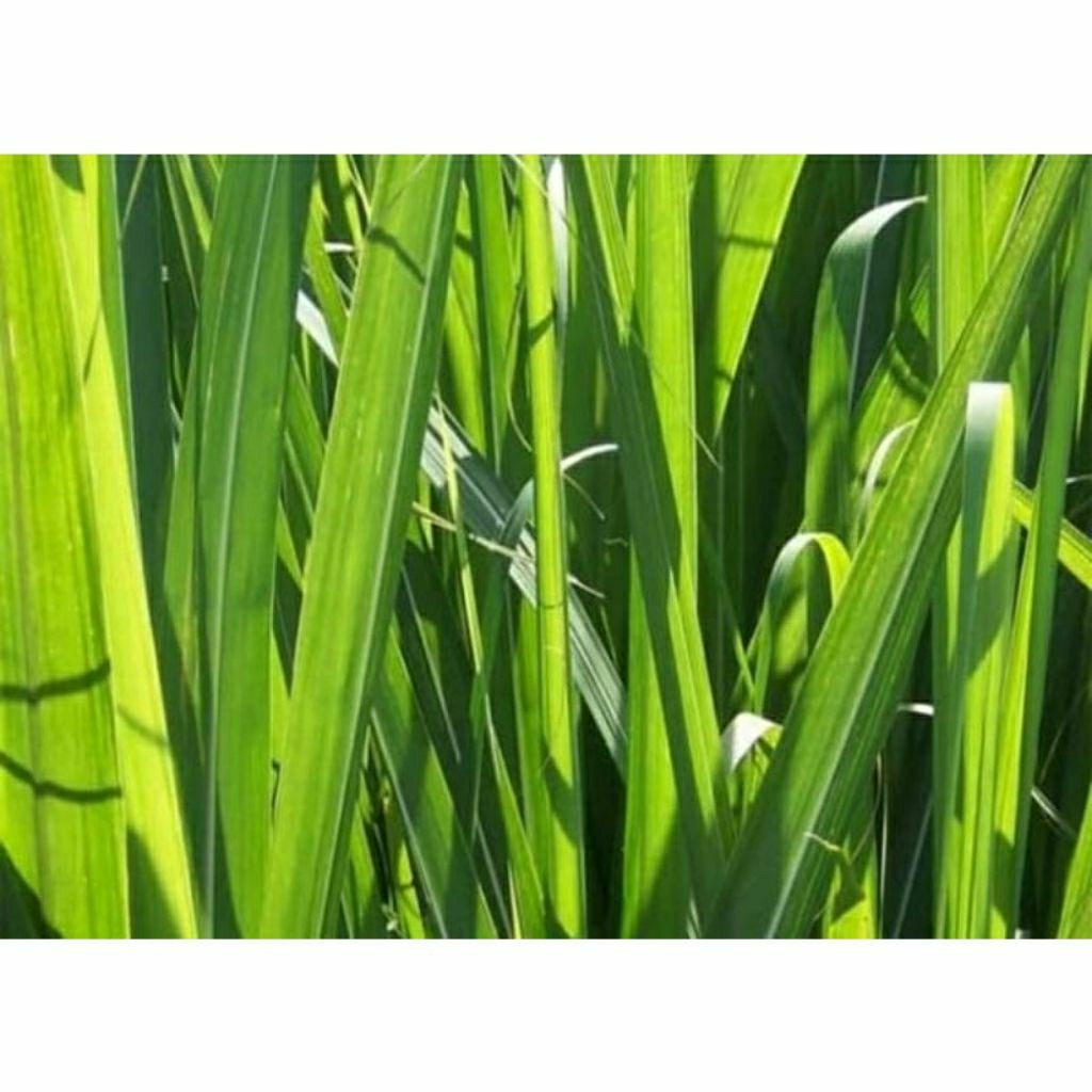 daun tebu hitam Segar 500 gram obat herbal