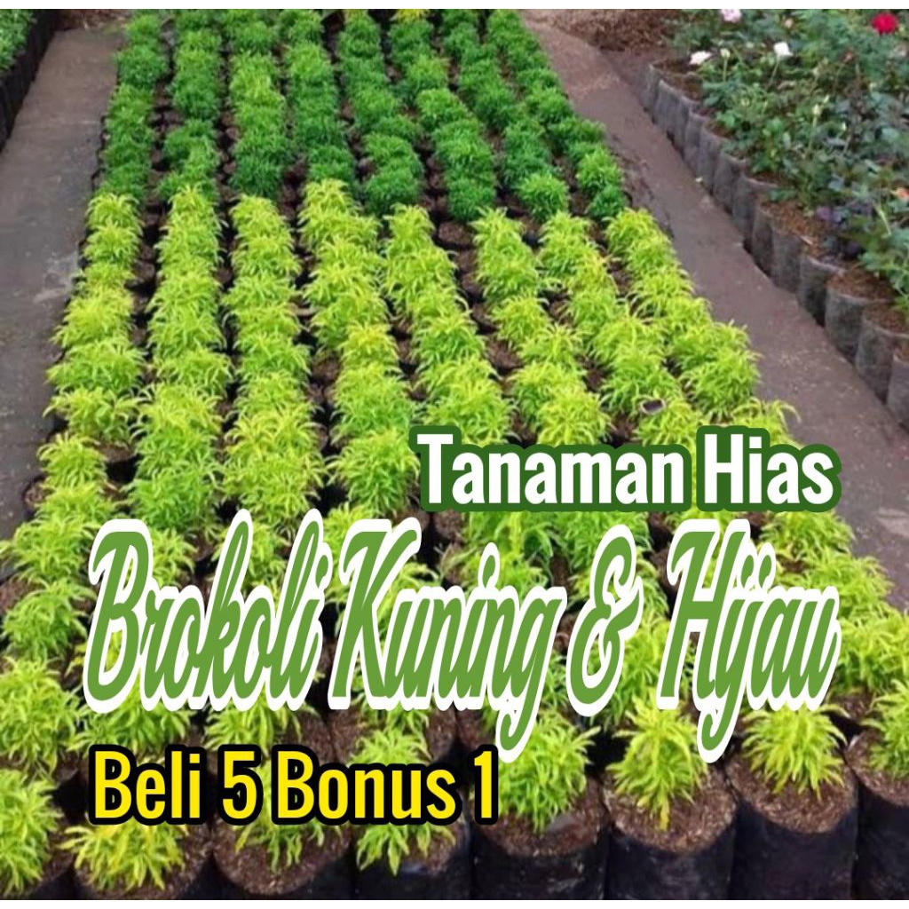 

Bibit BROKOLI KUNING & HIJAU Penghias Taman