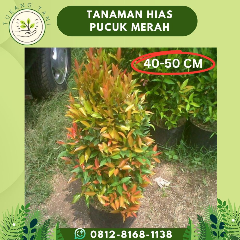 Tanaman Hias PUCUK MERAH 40-50 Cm / Pucuk Merah