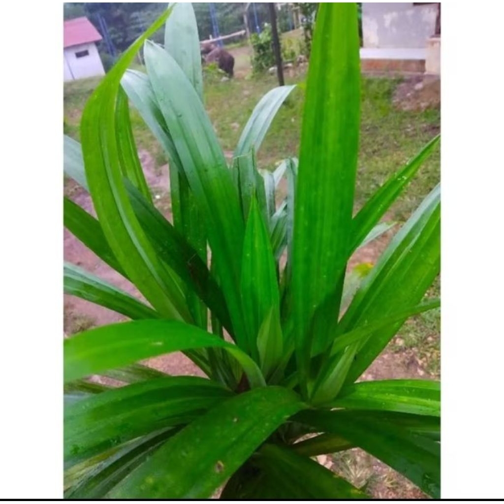 Bibit Pandan Jumbo Sudah Berakar Siap Tanam