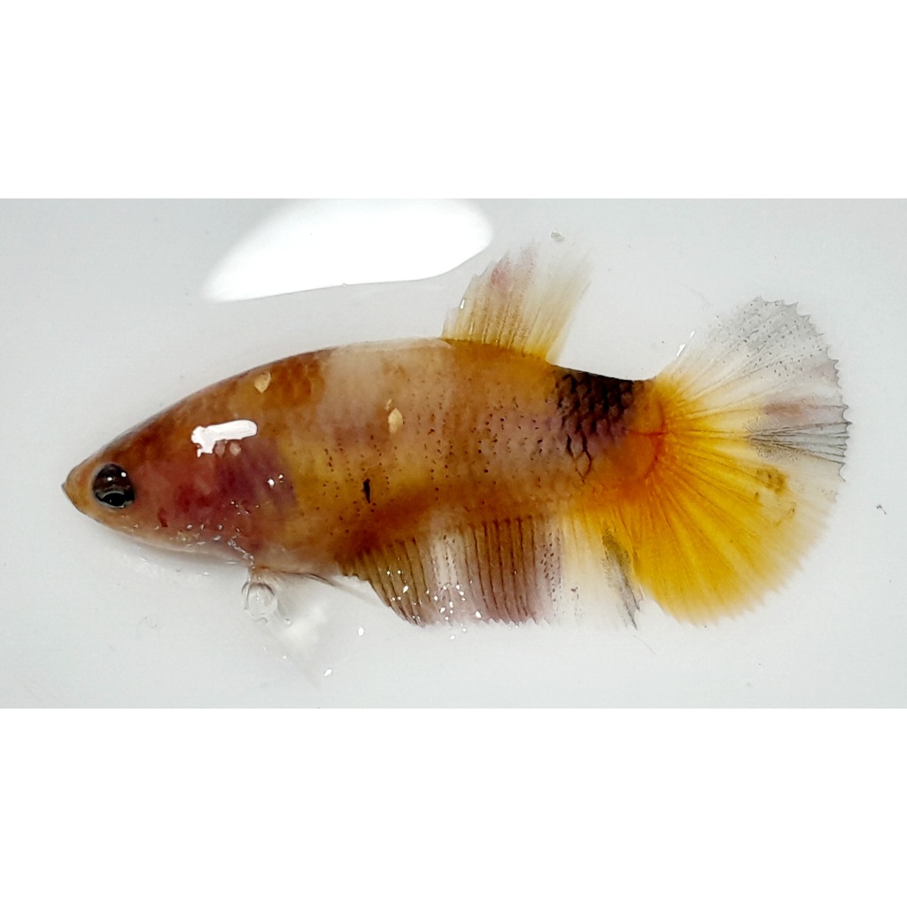 FEMALE HMPK NEMO GALAXY LINE MULTI COLOR (REAL PIC & VIDEO)