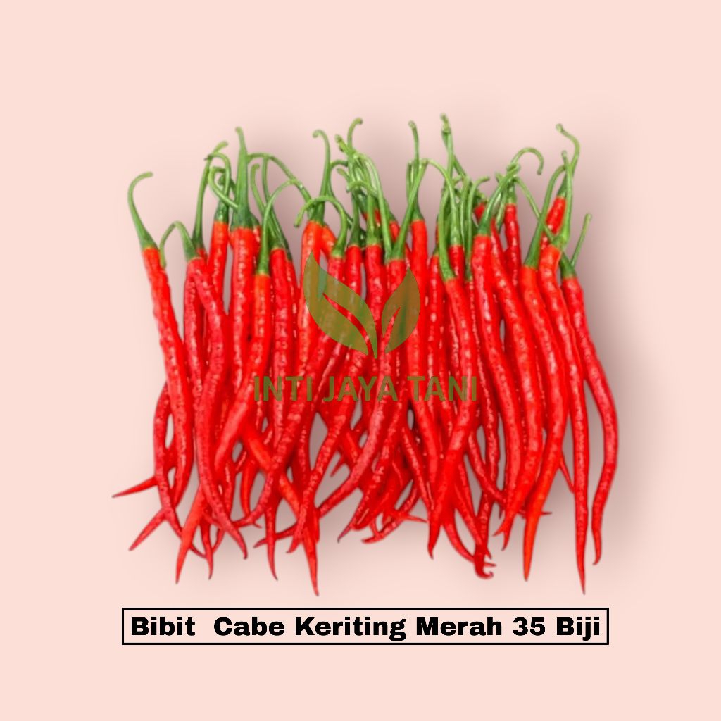 35 Benih Cabe Keriting Merah Bibit Cabe Keriting Merah Unggul