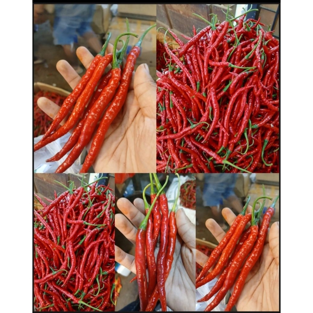 

Cabe Merah Keriting 250gr 500gr 1kg - Red Chili Pepper Fresh Bumbu Masakan Rumah
