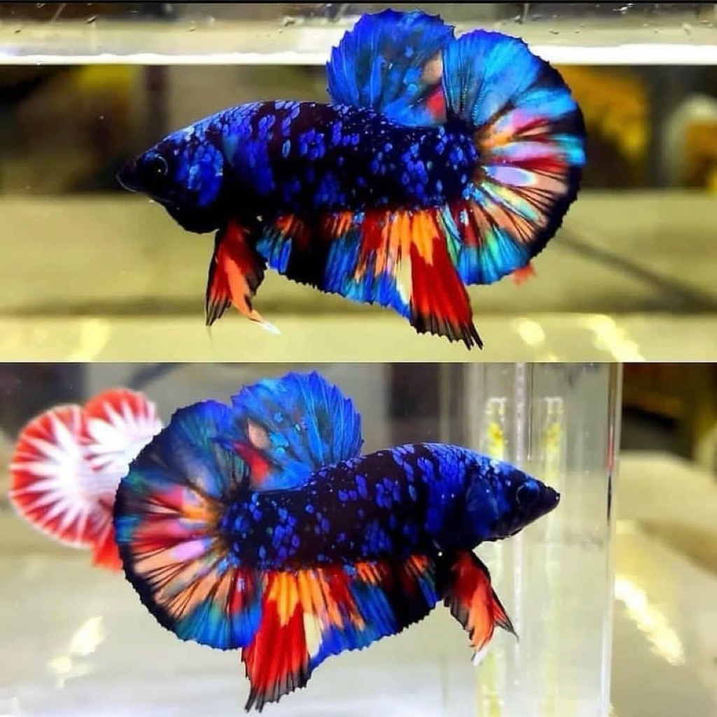 avatar isi 2 ekor cocok untuk kontes ikan cupang, kualitas sudah terjamin 100%