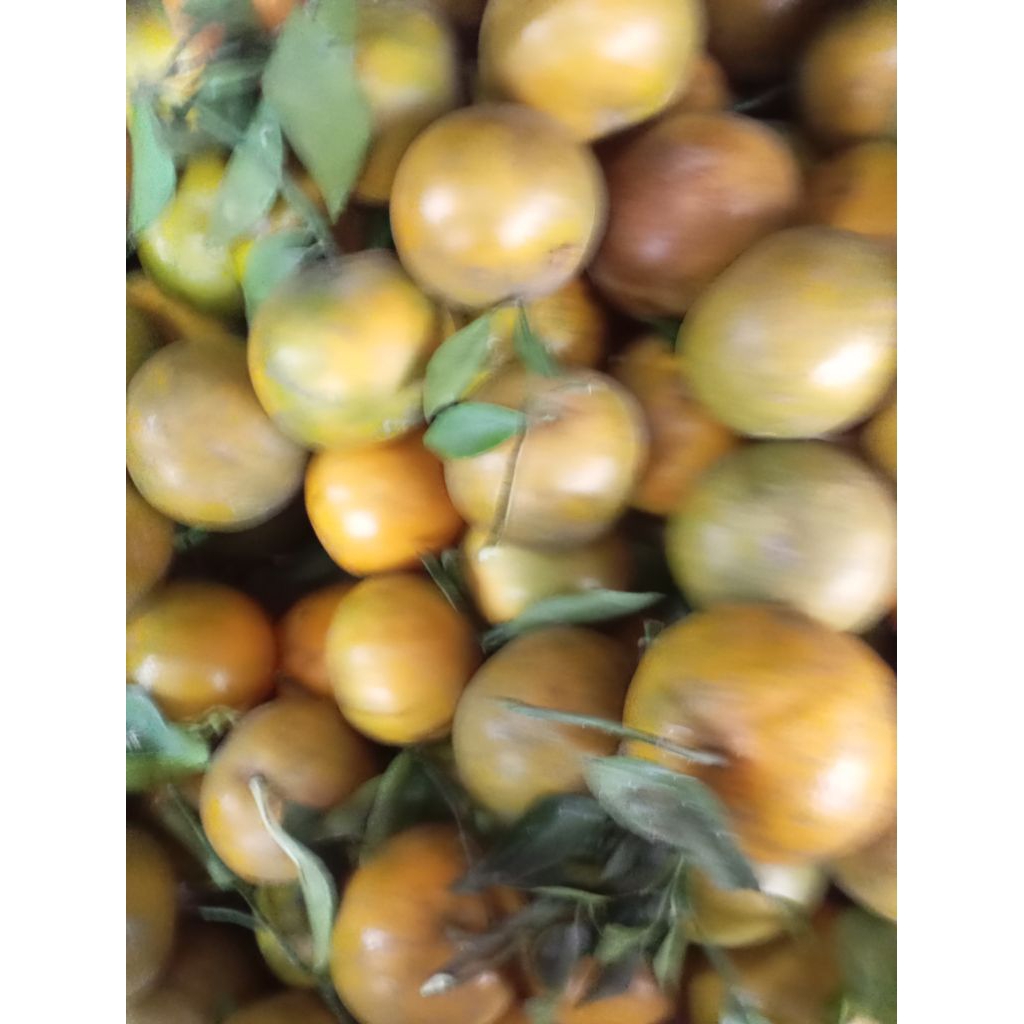 

BUAH JERUK SIAM / SIYEM KEPROK MADU MANIS SEGAR