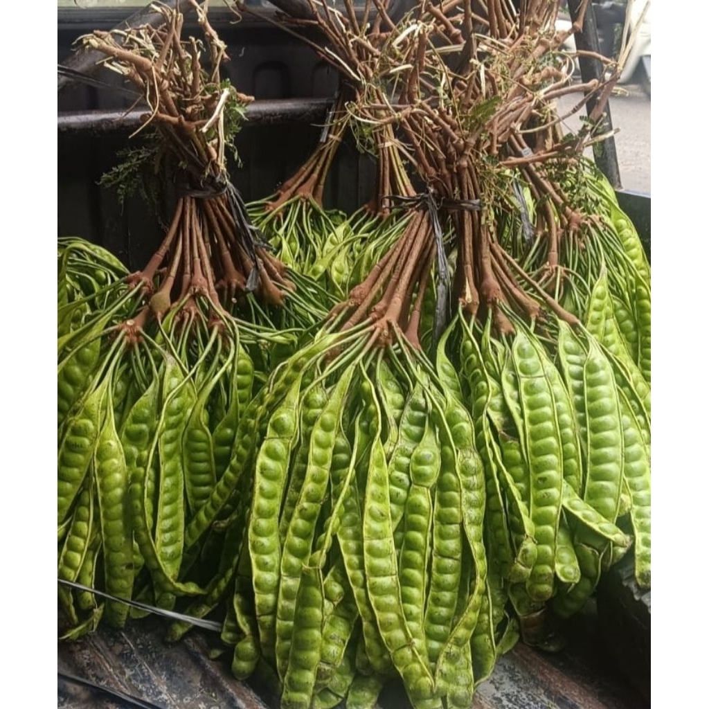 

PETAI TUA SEGAR 10 PAPAN/10 BATANG