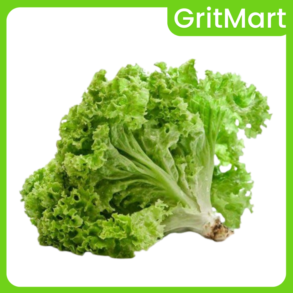 

Selada Segar 1 kg I Cocok untuk Lalapan & Salad