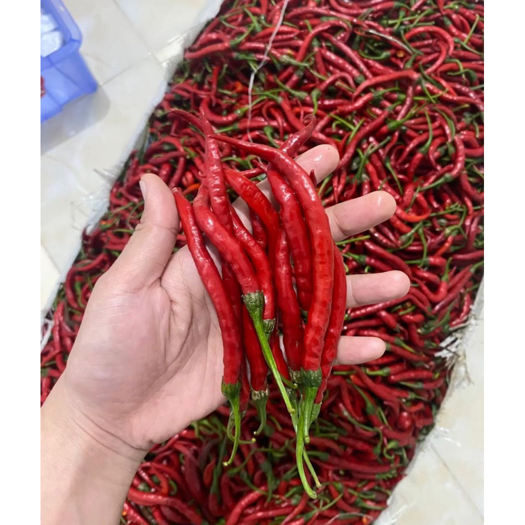

CABE MERAH MEDAN 500g-1kg