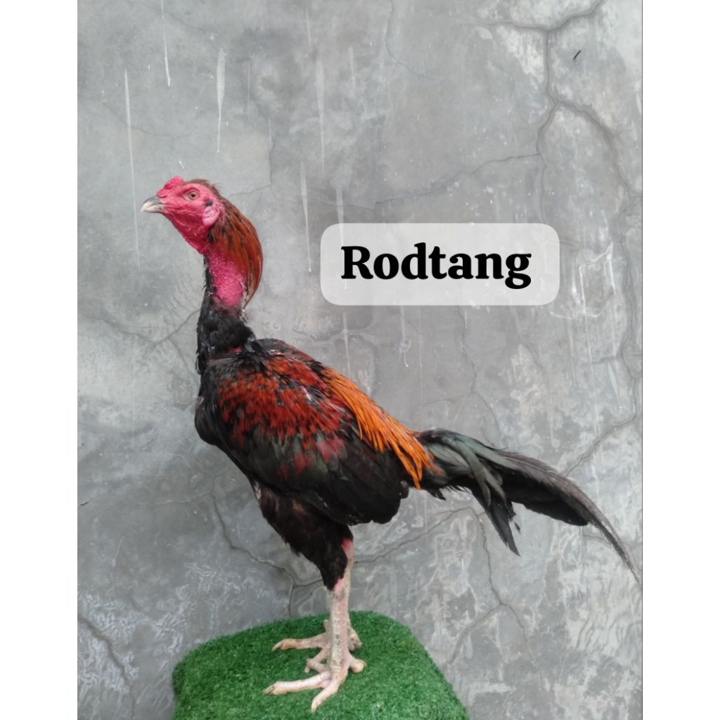 Telur  fertil ayam PAKHOY full brakot brutal